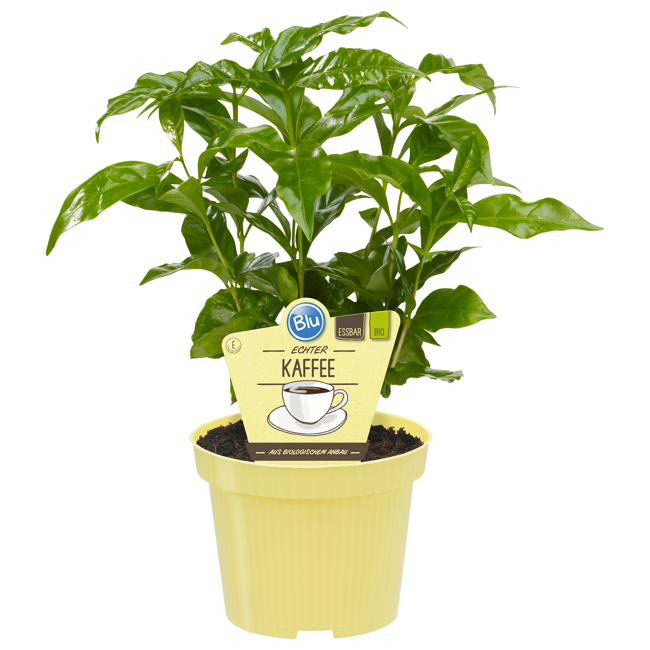 Bild von Bio-Kaffee 12 cm Topf