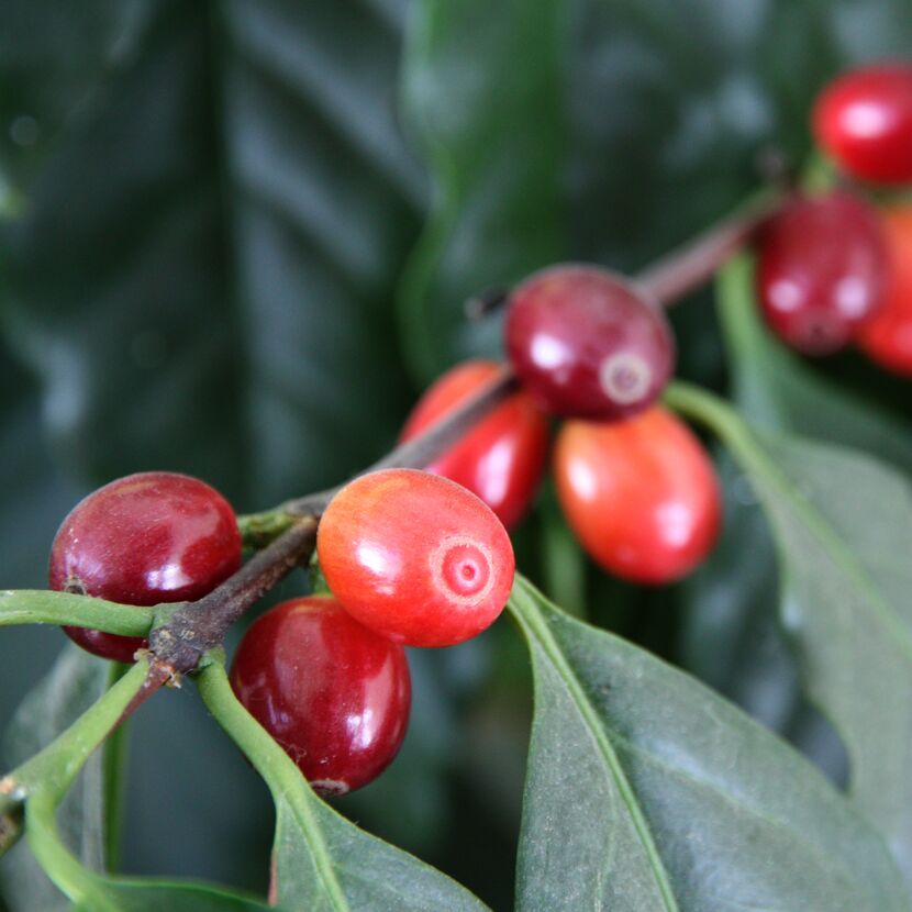 Kaffeebohnen am Strauch
