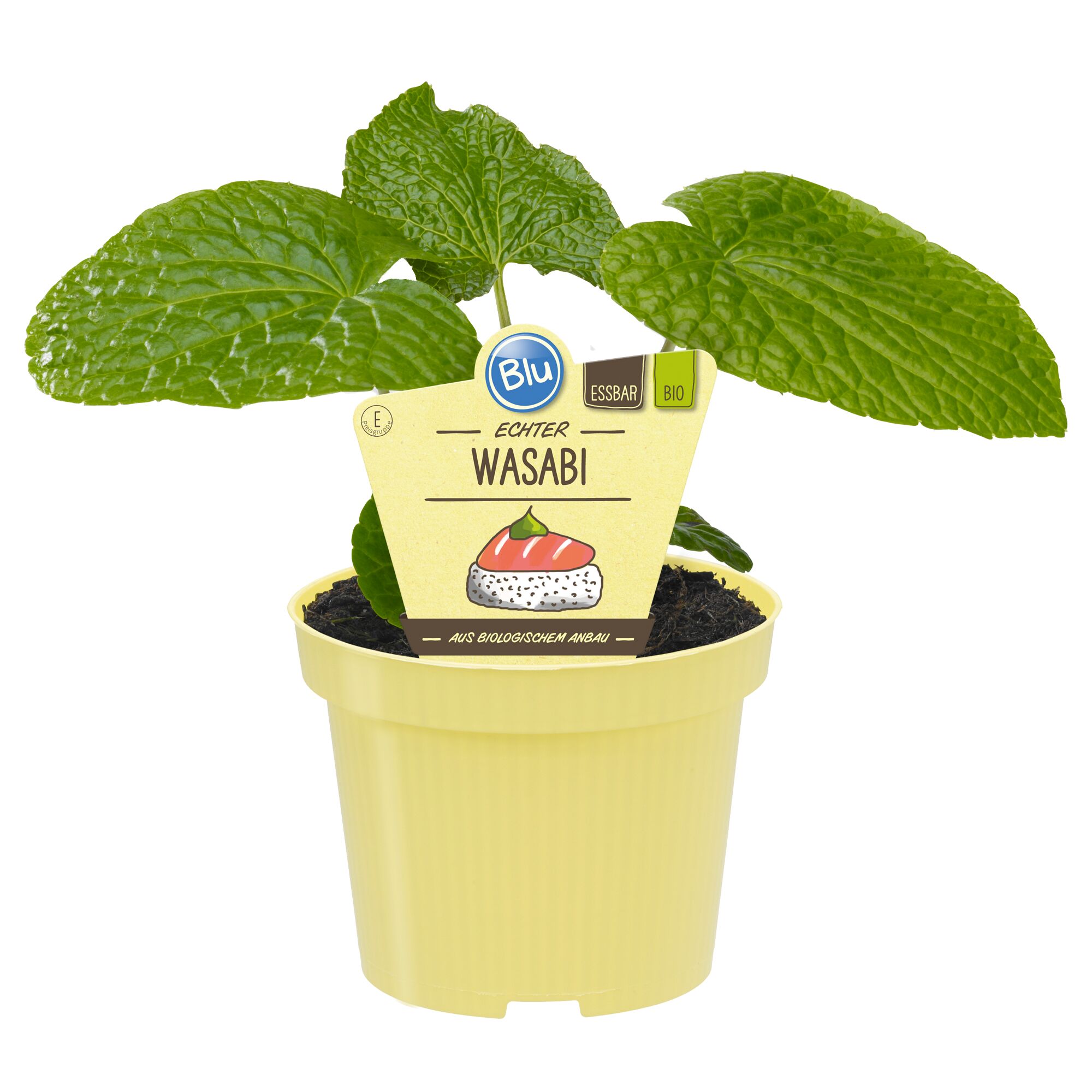 Echter Wasabi im Topf