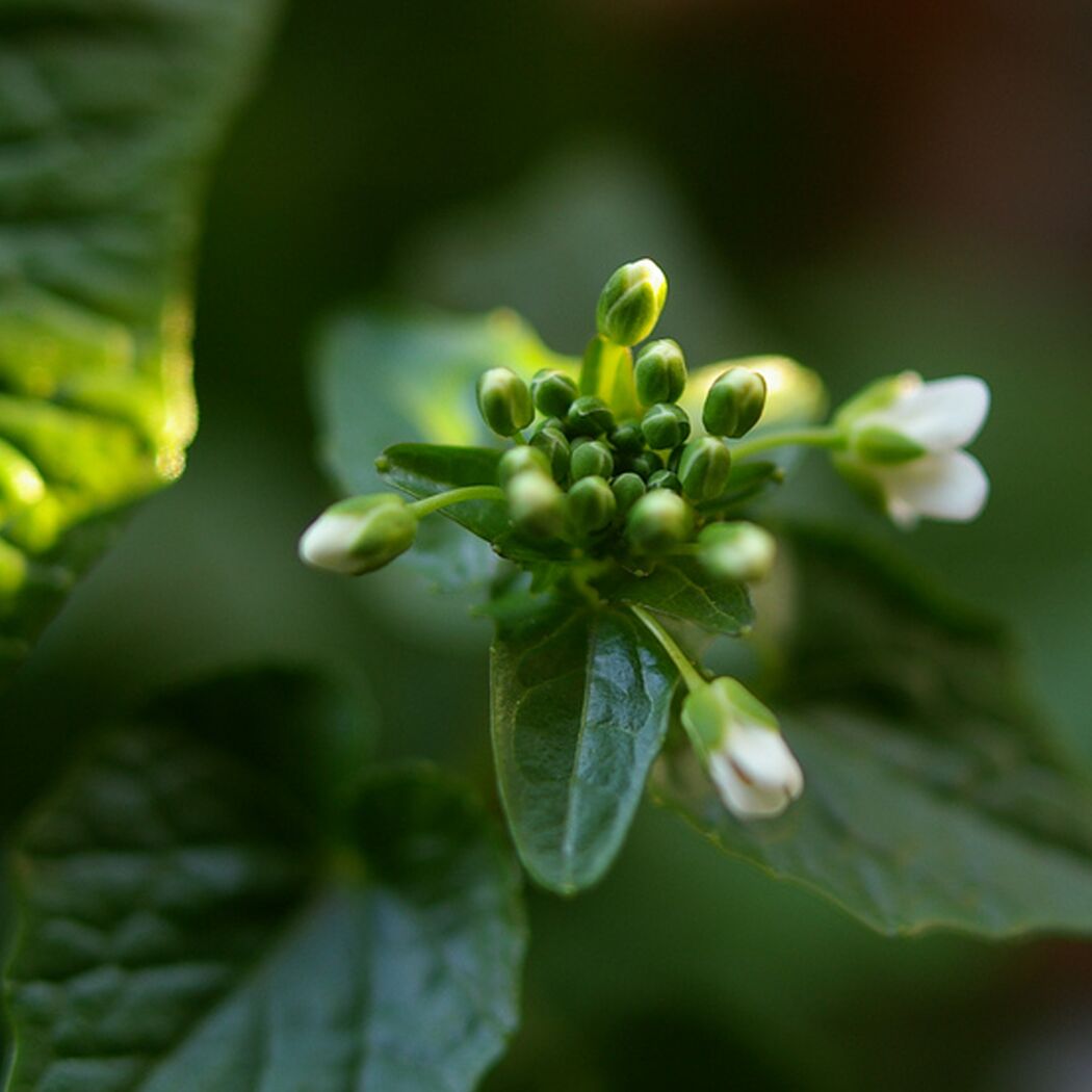 Nahaufnahme von Wasabi Blütenknospen.