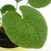 Bio-Wasabi 12 cm Topf