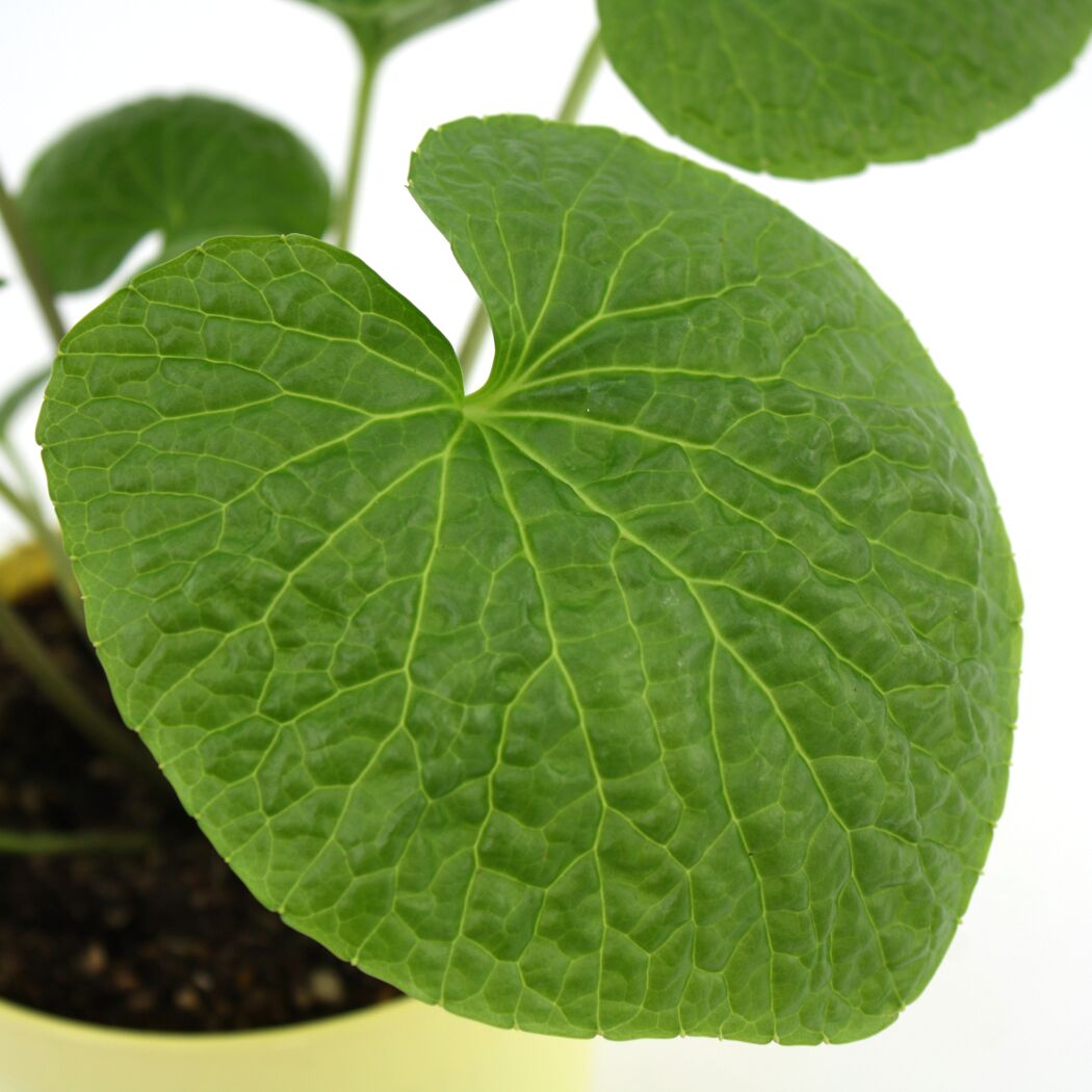 Bio-Wasabi 12 cm Topf