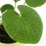 Bio-Wasabi 12 cm Topf