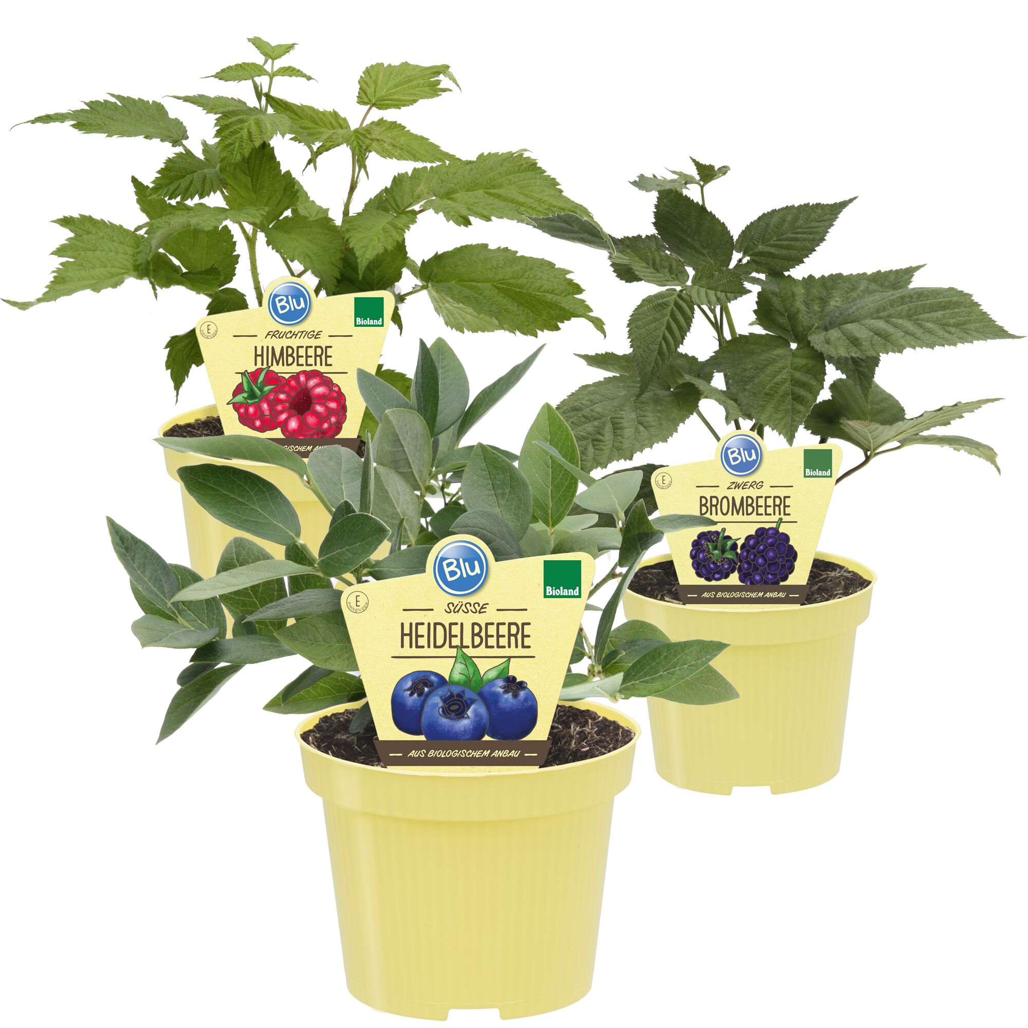 Drei Töpfchen mit Himbeer-, Heidelbeer- und Brombeerpflanzen