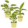 Drei Bio-Pflanzen im Topf: Mini-Kiwi, Banane und Kaffir-Limette