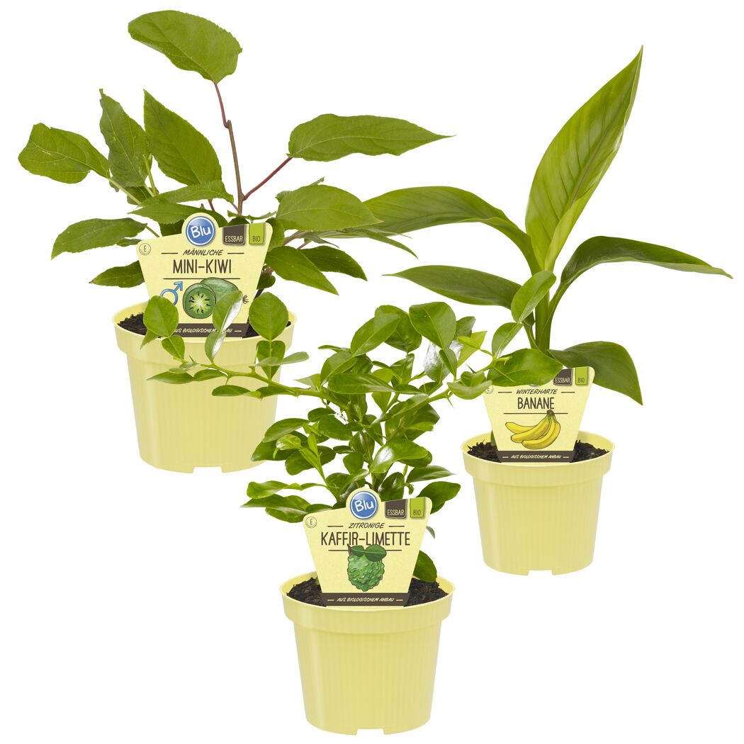 Drei Bio-Pflanzen im Topf: Mini-Kiwi, Banane und Kaffir-Limette