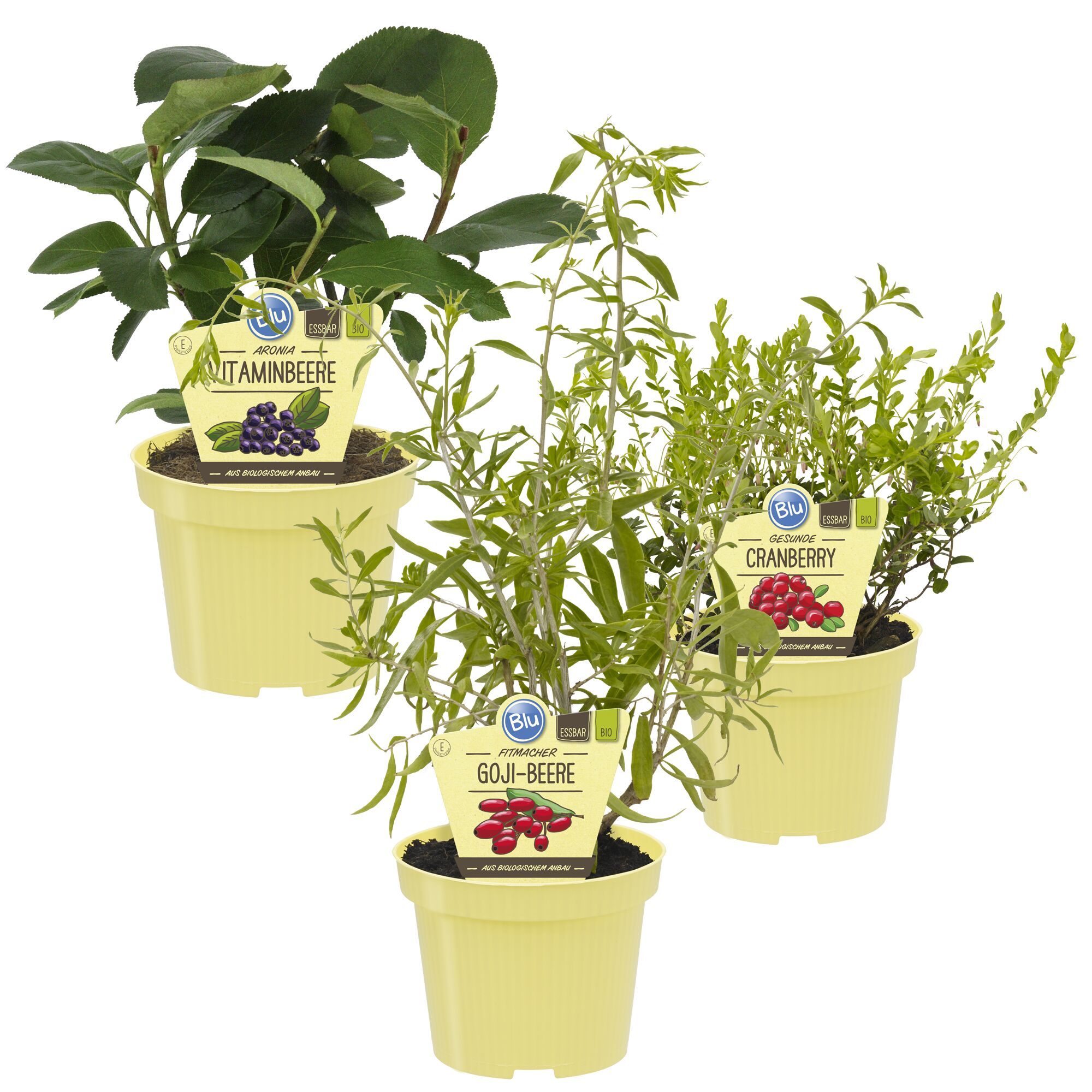 Drei Kräutertöpfe: Aronia, Goji-Beere und Cranberry