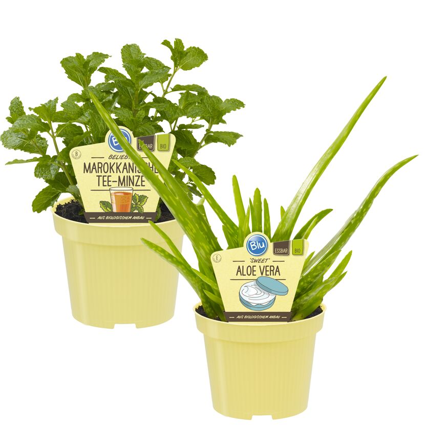 Marokkanische Tee-Minze und Aloe Vera im Topf