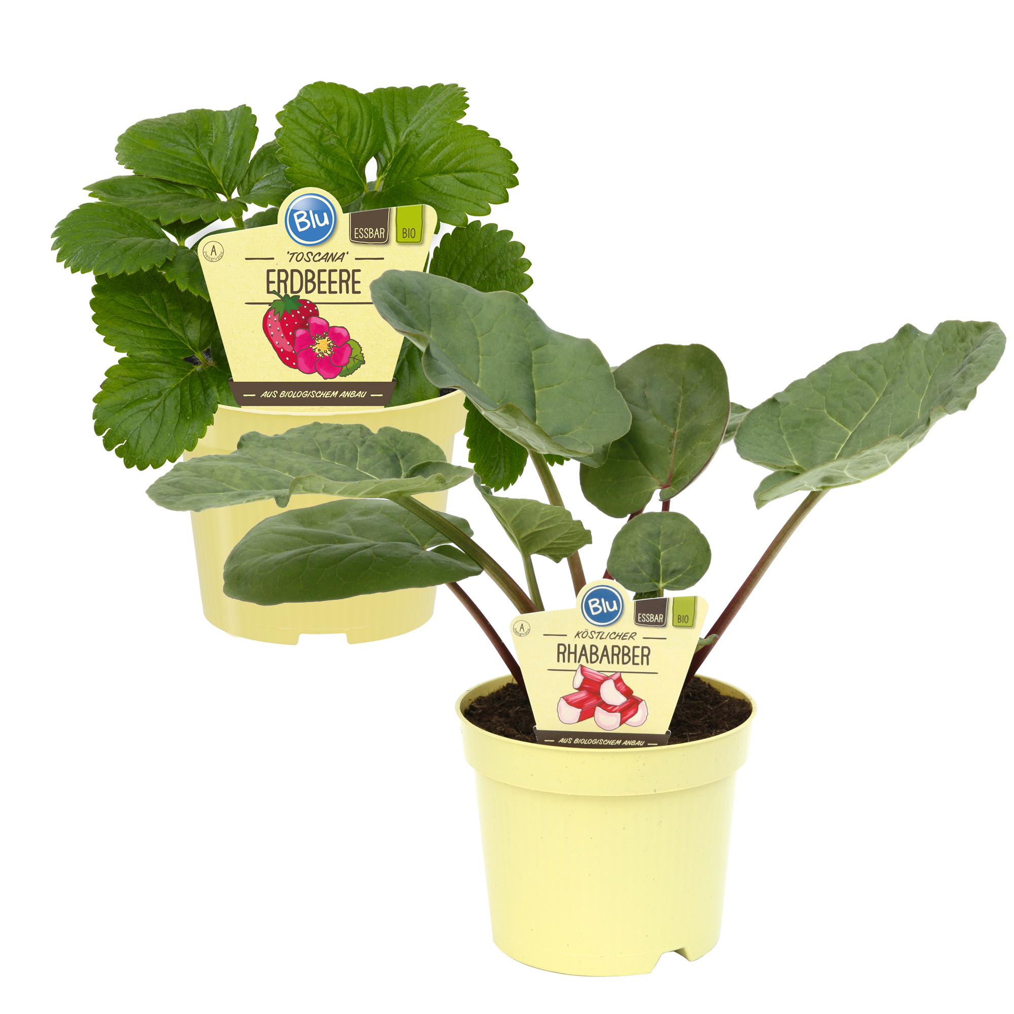 Bio-Erdbeere und Bio-Rhabarber 12 cm Topf, 3er-Set + product picture
