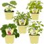 Bio-Jungpflanzen Set: Gurke, Andenbeere, Erdbeerminze, Erdbeere, Stevia