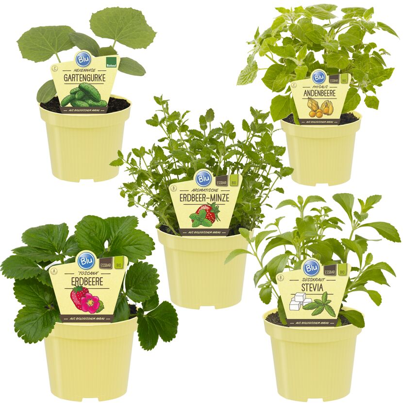 Bio-Jungpflanzen Set: Gurke, Andenbeere, Erdbeerminze, Erdbeere, Stevia