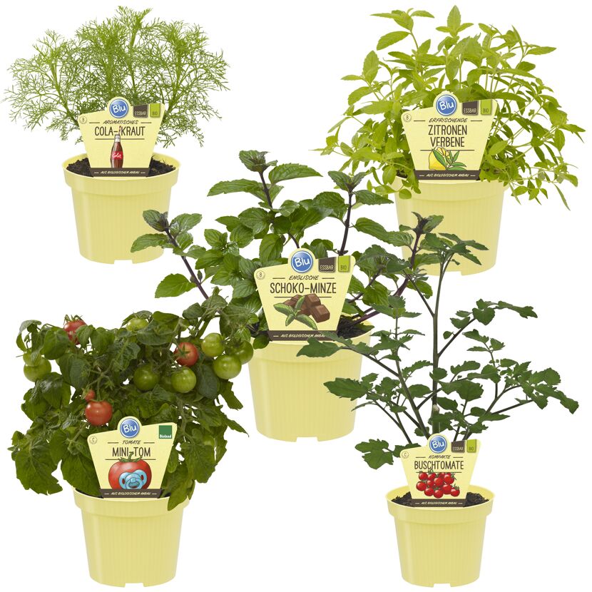 Fünf Kräutertöpfe: Cola-Kraut, Zitronenverbene, Schoko-Minze, Mini-Tomaten und Buschtomaten