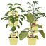 Vier Jungpflanzen: Chili, Tomate und Aubergine