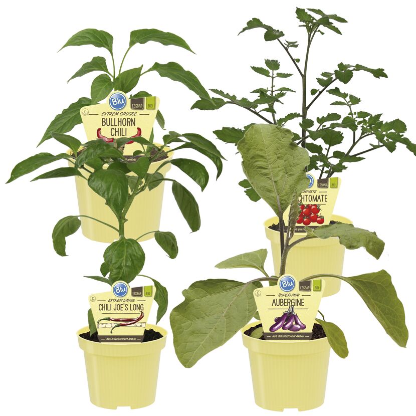 Vier Jungpflanzen: Chili, Tomate und Aubergine