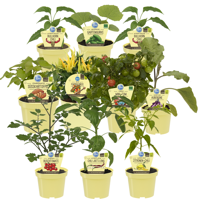 Bild von Bio-Gemüse 'Hochbeet' 12 cm Topf, 10er-Set