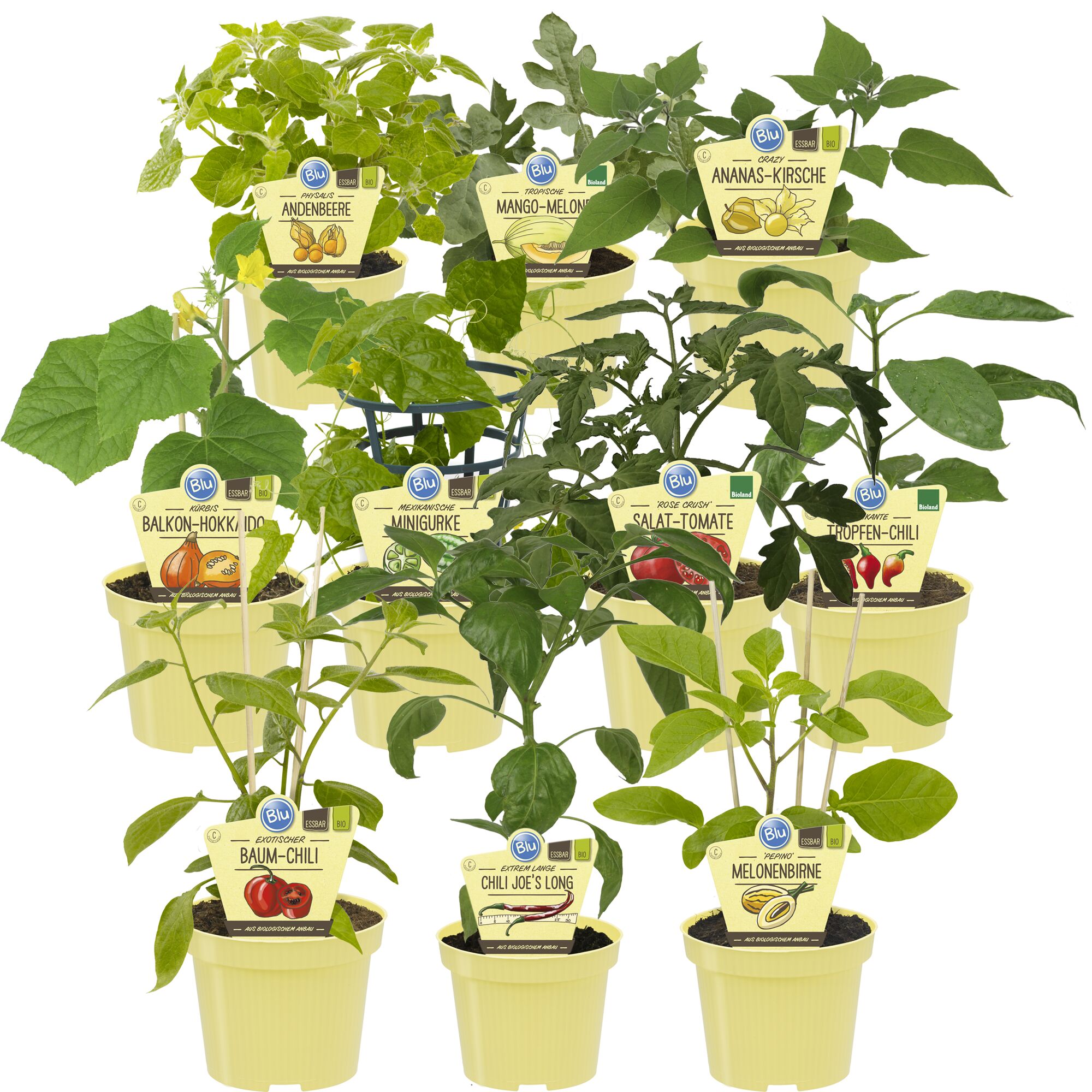 Zehn Gemüsejungpflanzen in Töpfen