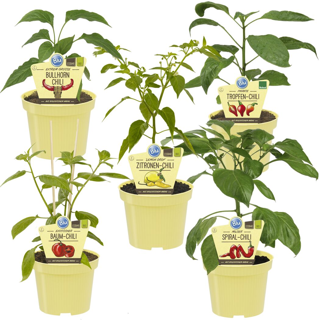 Fünf Bio-Chili-Pflanzen in Töpfen.