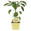 Chili Joe's Long Jungpflanze im Topf