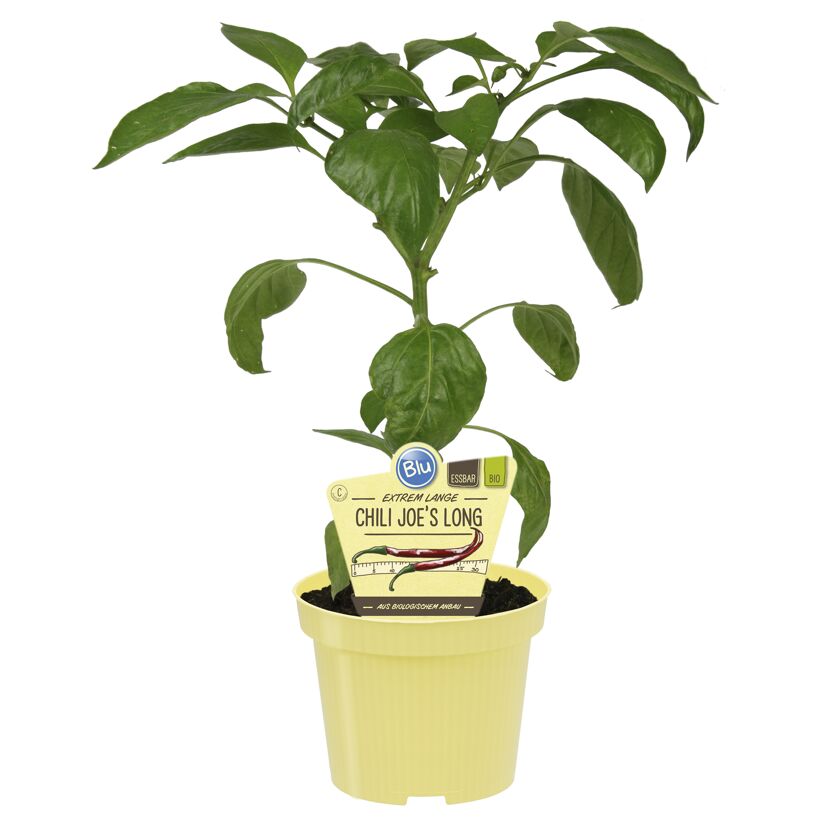 Chili Joe's Long Jungpflanze im Topf