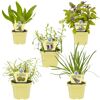 Bio-Kräuter: Bärlauch, Estragon, Basilikum, Olivenkraut, Garten-Knoblauch