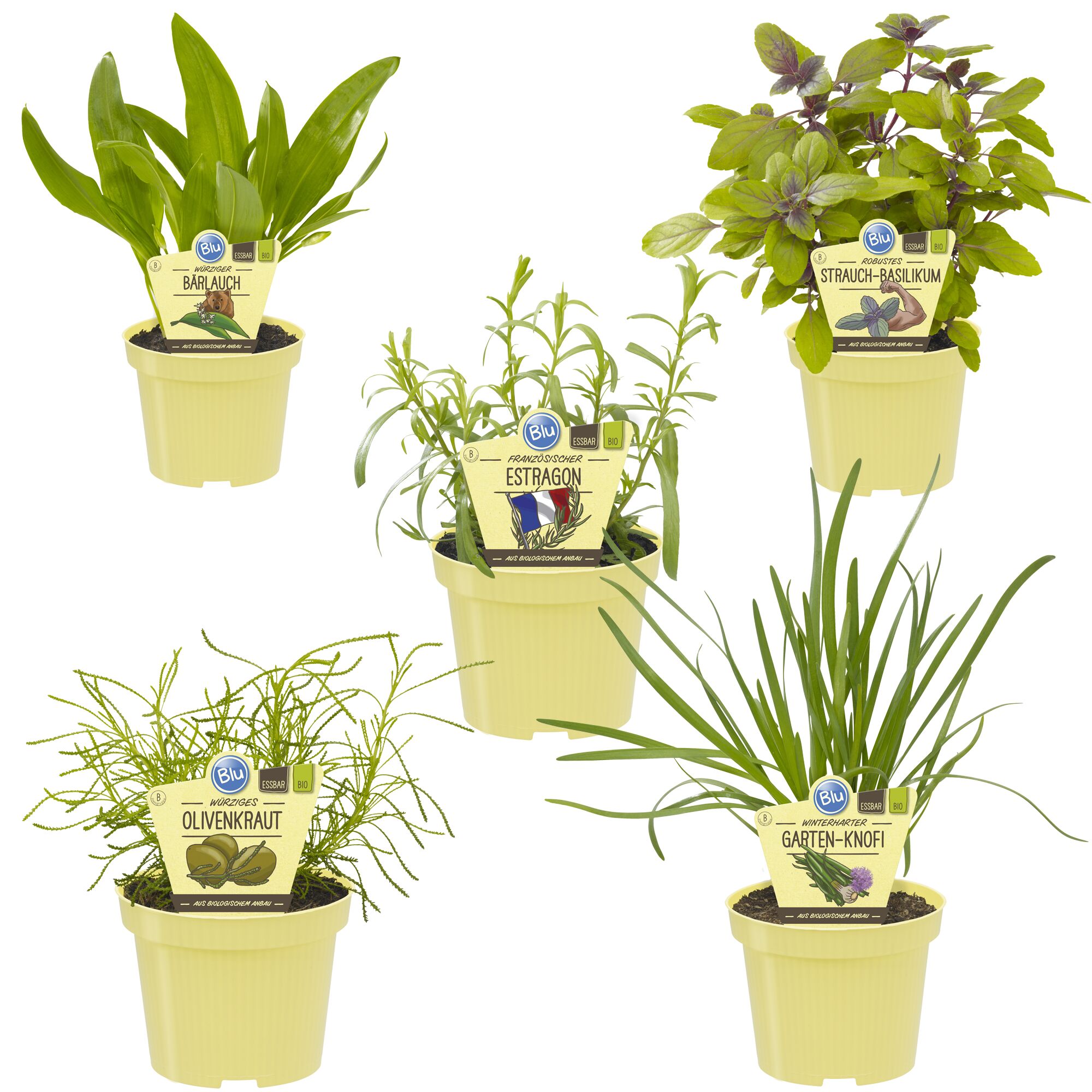 Bio-Kräuter: Bärlauch, Estragon, Basilikum, Olivenkraut, Garten-Knoblauch