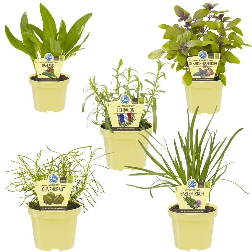 Bio-Kräuter: Bärlauch, Estragon, Basilikum, Olivenkraut, Garten-Knoblauch