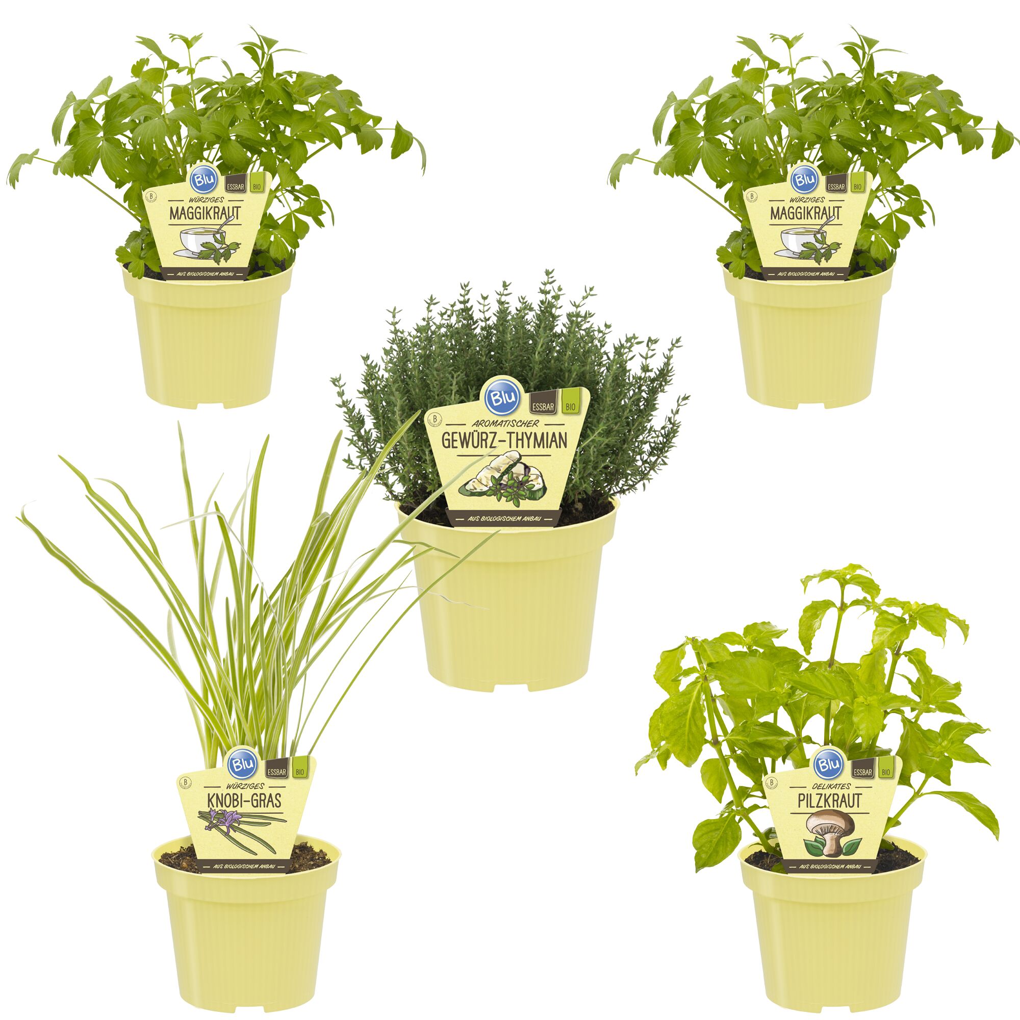 Bio Kräuter: Maggikraut, Thymian, Knobigras, Pilzkraut