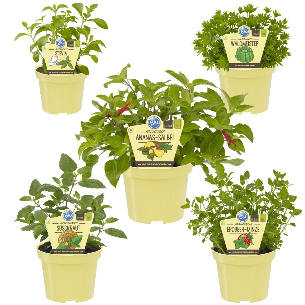 Fünf Kräutertöpfe: Stevia, Waldmeister, Ananas-Salbei, Aztekisches Süßkraut, Erdbeer-Minze