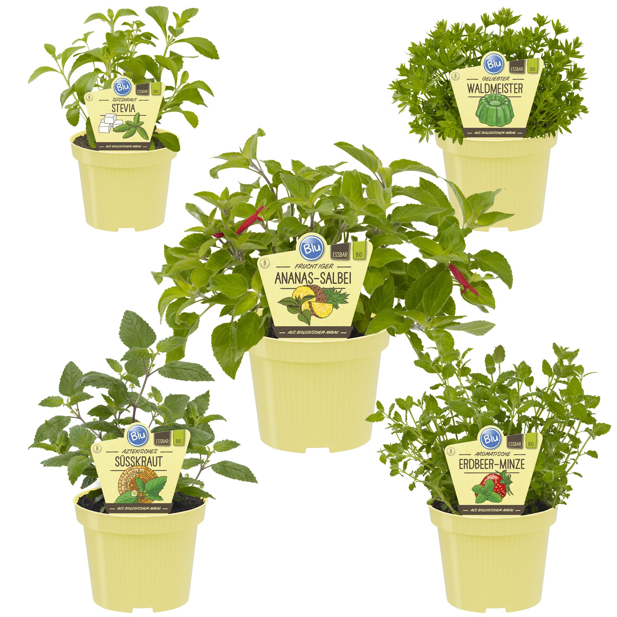Fünf Kräutertöpfe: Stevia, Waldmeister, Ananas-Salbei, Aztekisches Süßkraut, Erdbeer-Minze