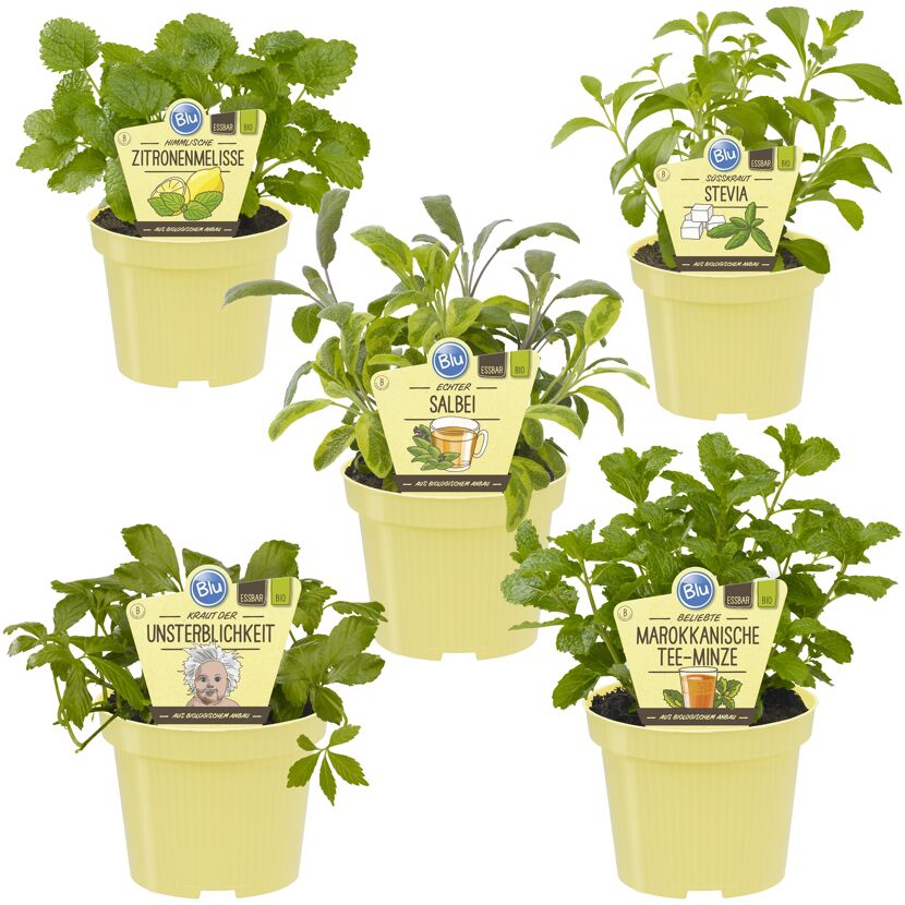 Fünf Kräutertöpfe in Gelb: Zitronenmelisse, Stevia, Salbei, Unsterblichkeit und Marokkanische Tee-Minze.
