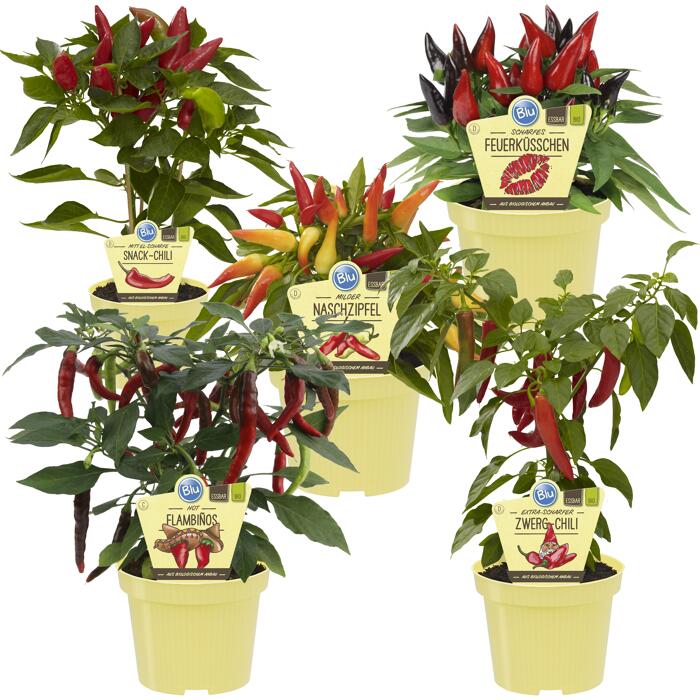 BioChili 'Anfänger' 12 cm Topf, 5erSet
