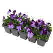 hauptbild