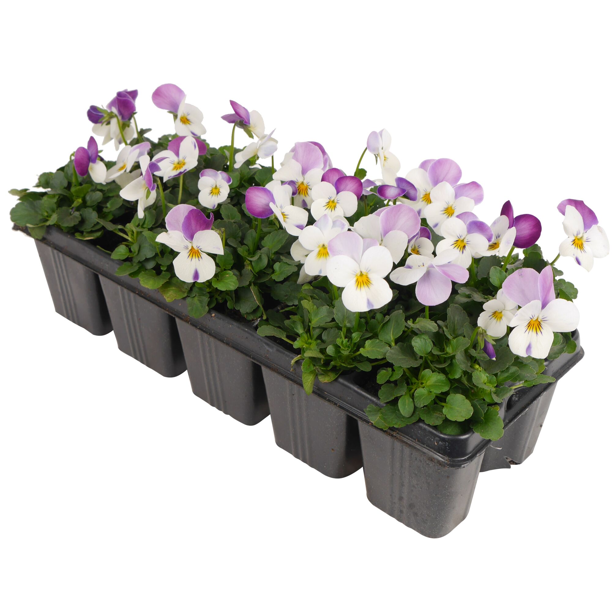 Stiefmütterchen Viola cornuta zweifarbig