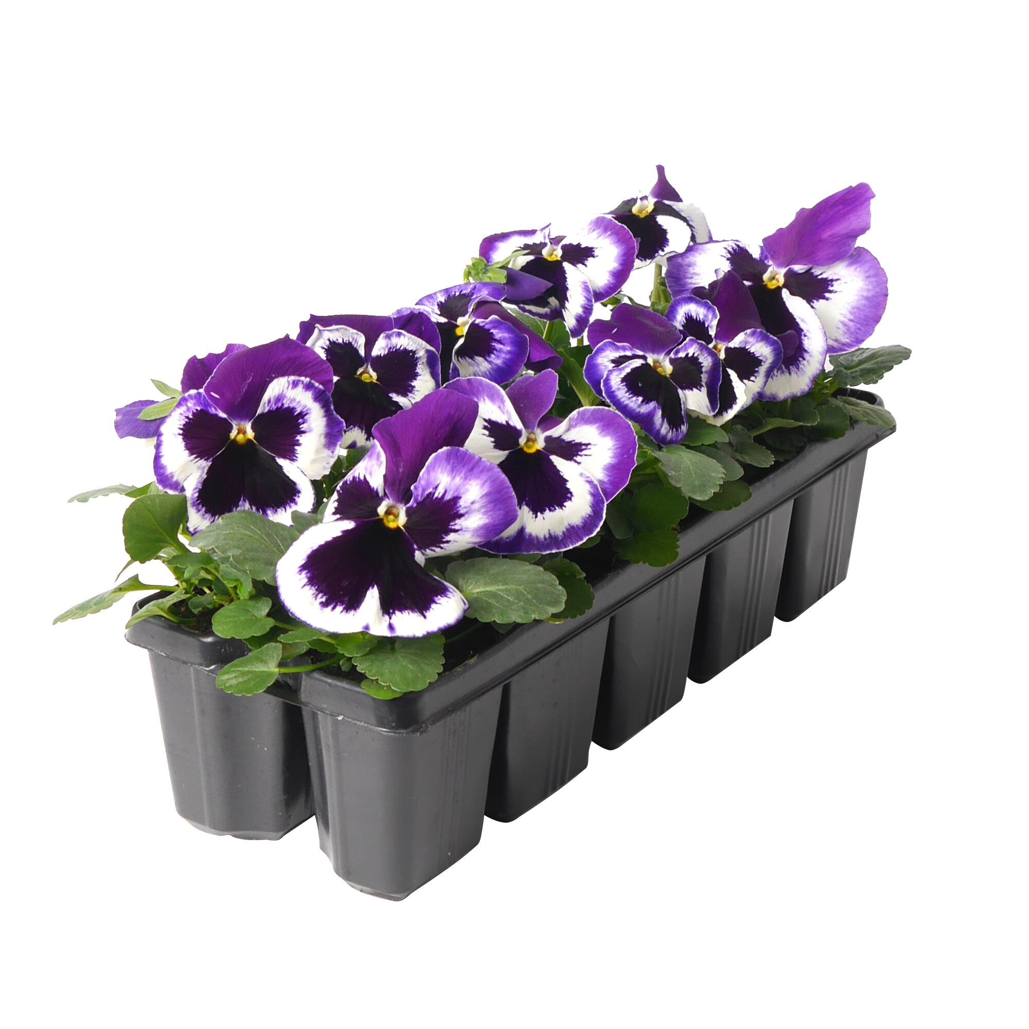 Stiefmütterchen Viola F2 10er im Tray