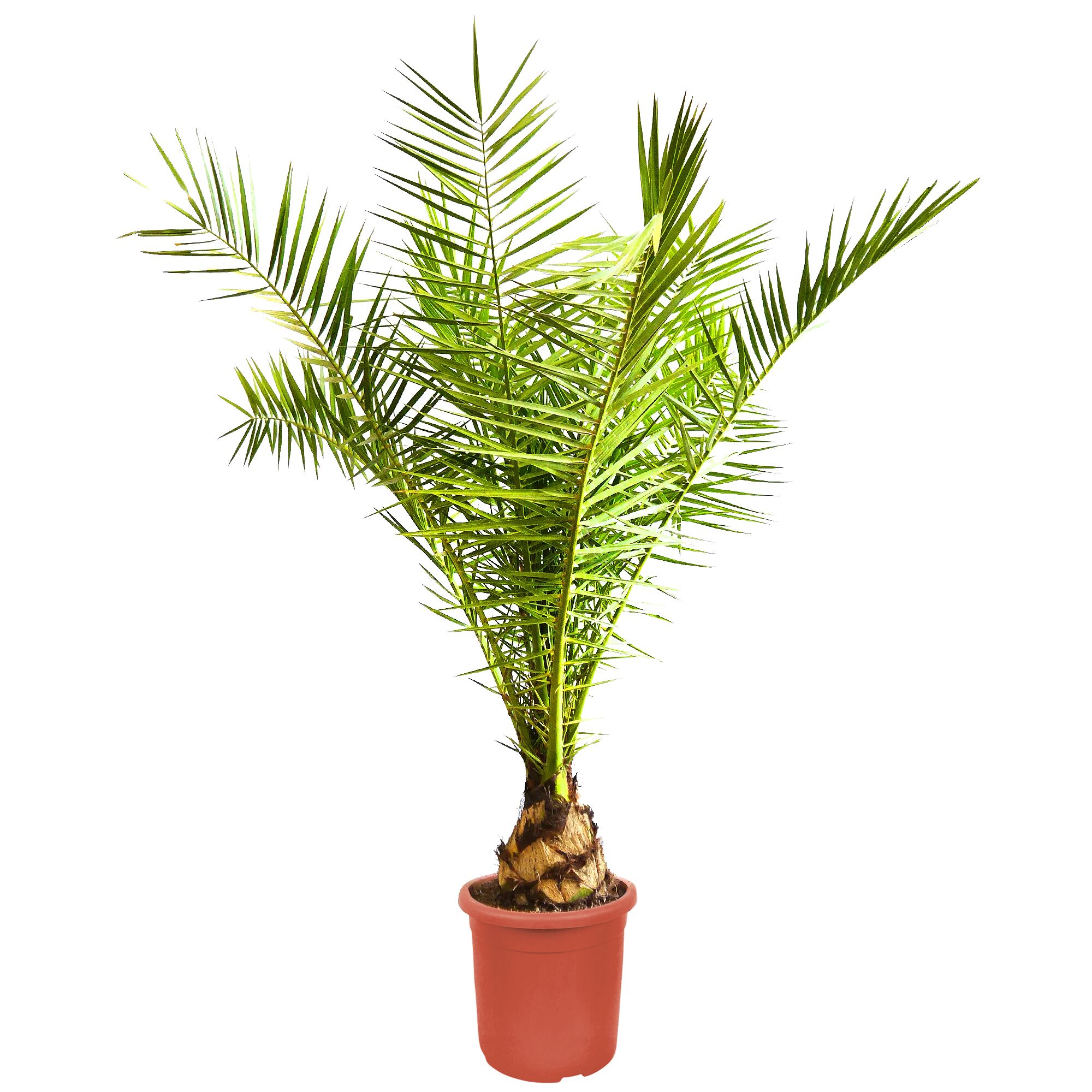 Phoenix canariensis Dattelpalme im Topf