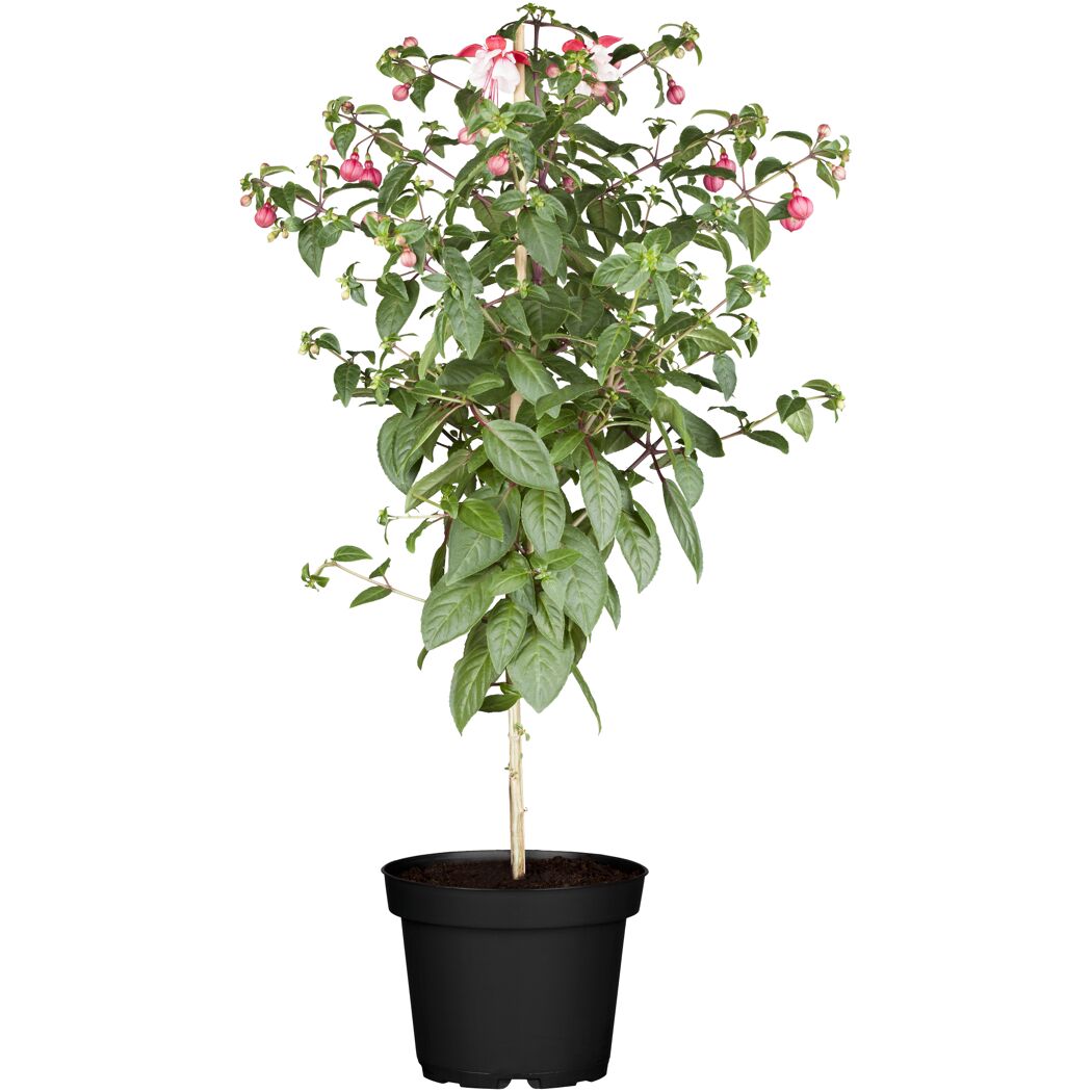Fuchsie im Topf