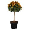 Lantana-Hochstämmchen mit orange-gelben Blüten