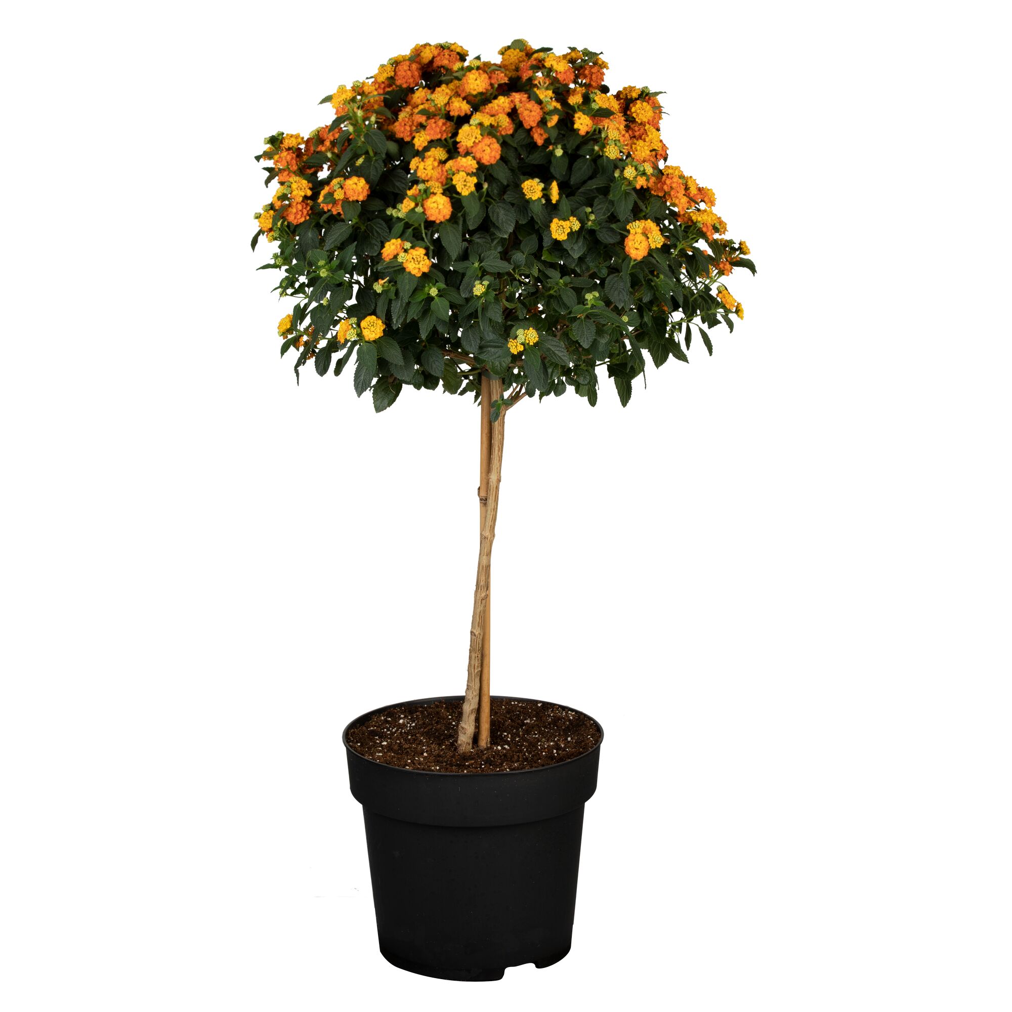 Lantana-Hochstämmchen mit orange-gelben Blüten