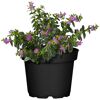 Cuphea Hyssopifolia Steinmyrte im schwarzen Topf