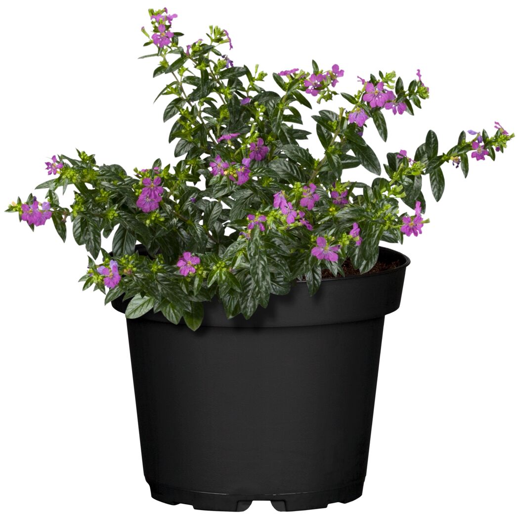 Cuphea Hyssopifolia Steinmyrte im schwarzen Topf