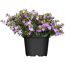 Topfpflanze Cuphea Hyssopifolia Steinmyrte