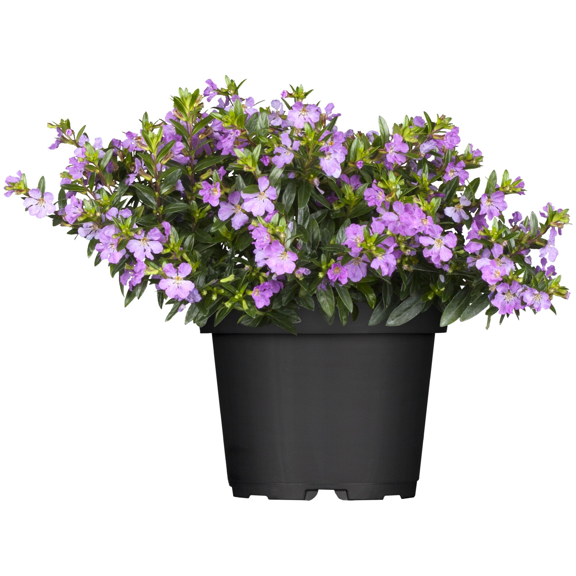 Topfpflanze Cuphea Hyssopifolia Steinmyrte