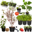Bio-Gemüse-Mix 'Frühstarter' 10er-Set