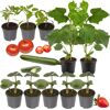 Tomaten, Gurken und Erdbeeren als Jungpflanzen und Früchte