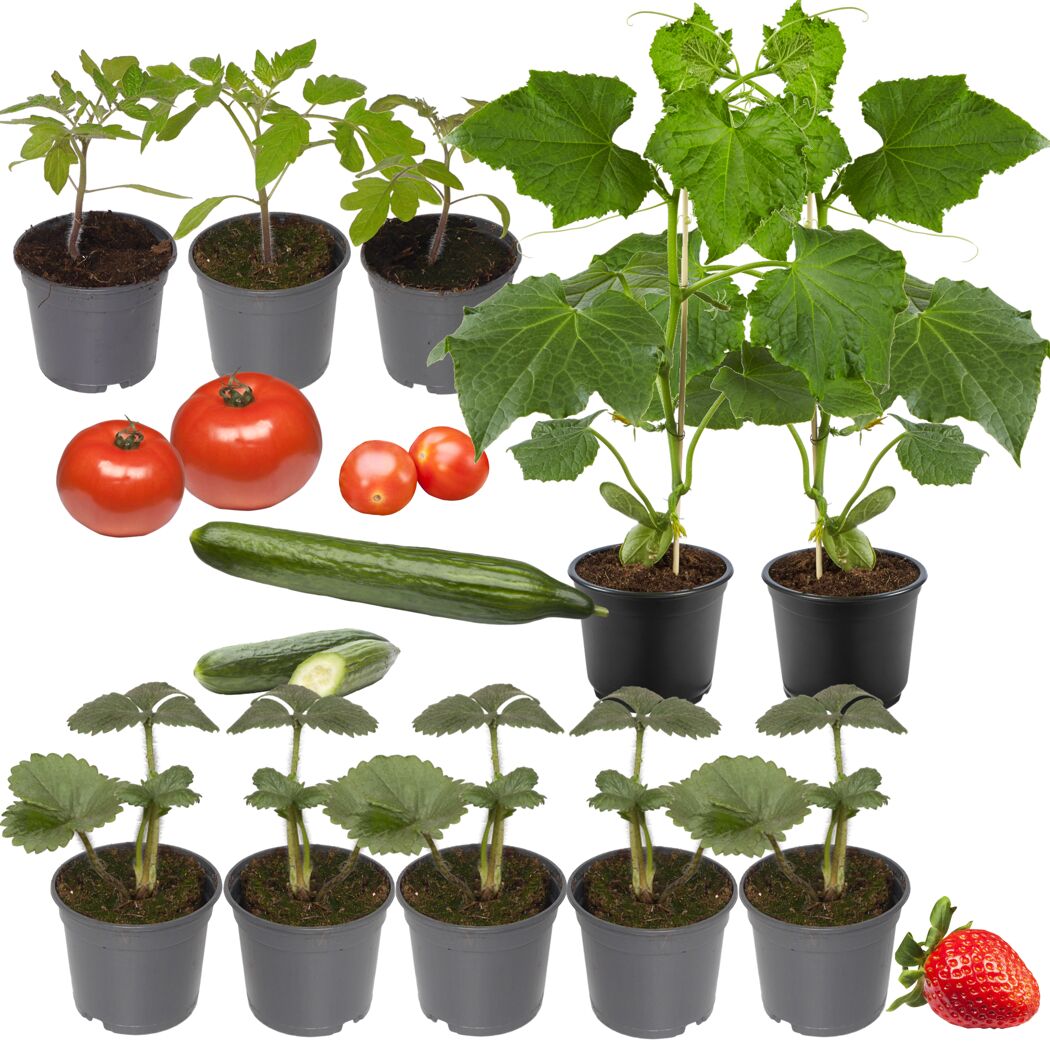 Tomaten, Gurken und Erdbeeren als Jungpflanzen und Früchte