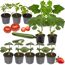 Tomaten, Gurken und Erdbeeren als Jungpflanzen und Früchte