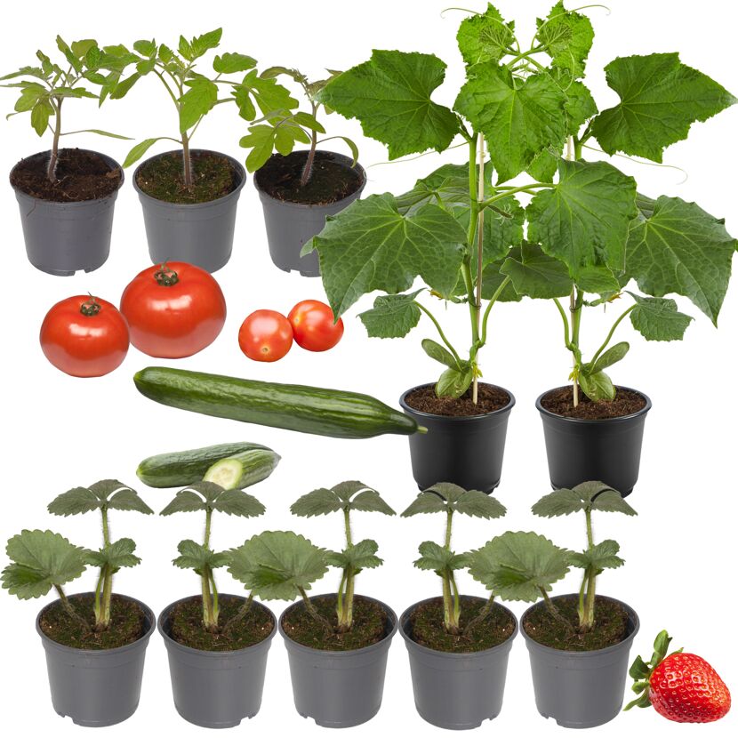 Tomaten, Gurken und Erdbeeren als Jungpflanzen und Früchte