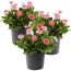 Drei Töpfe mit rosa Bellis Erdbeersahne