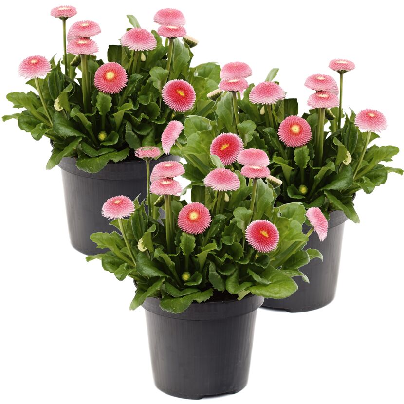 Drei Töpfe mit rosa Bellis Erdbeersahne