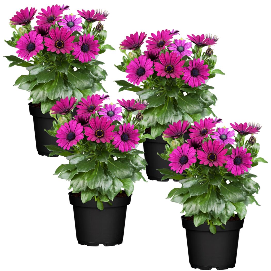 Vier Töpfchen mit pinken Kapmargeriten.